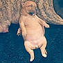 adorable, animal, canine, carpet, companion, cute, dog, fur, indoors, lying_down, paw, pet, puppy, relaxed, resting, sleep, sleeping, small_dog, snout, young_animal