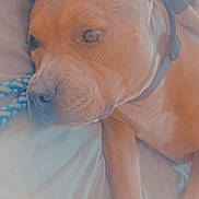 Bambam is registered to the contest to win money with this photo: dog, pet, bed, resting, brown, collar, paw, indoor, closeup, canine, sleepy, animal, fur, cute, relaxed, companion, domestic, portrait, snout, ears