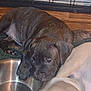 Pocahontas is registered to the contest to win money with this photo: puppy, dog, water_bowl, floor, wood_floor, cage, resting, sleeping, cute, pet, animal, indoor, brown_dog, light_dog, companion, young_dog, close_up, laying_down, fur, nose