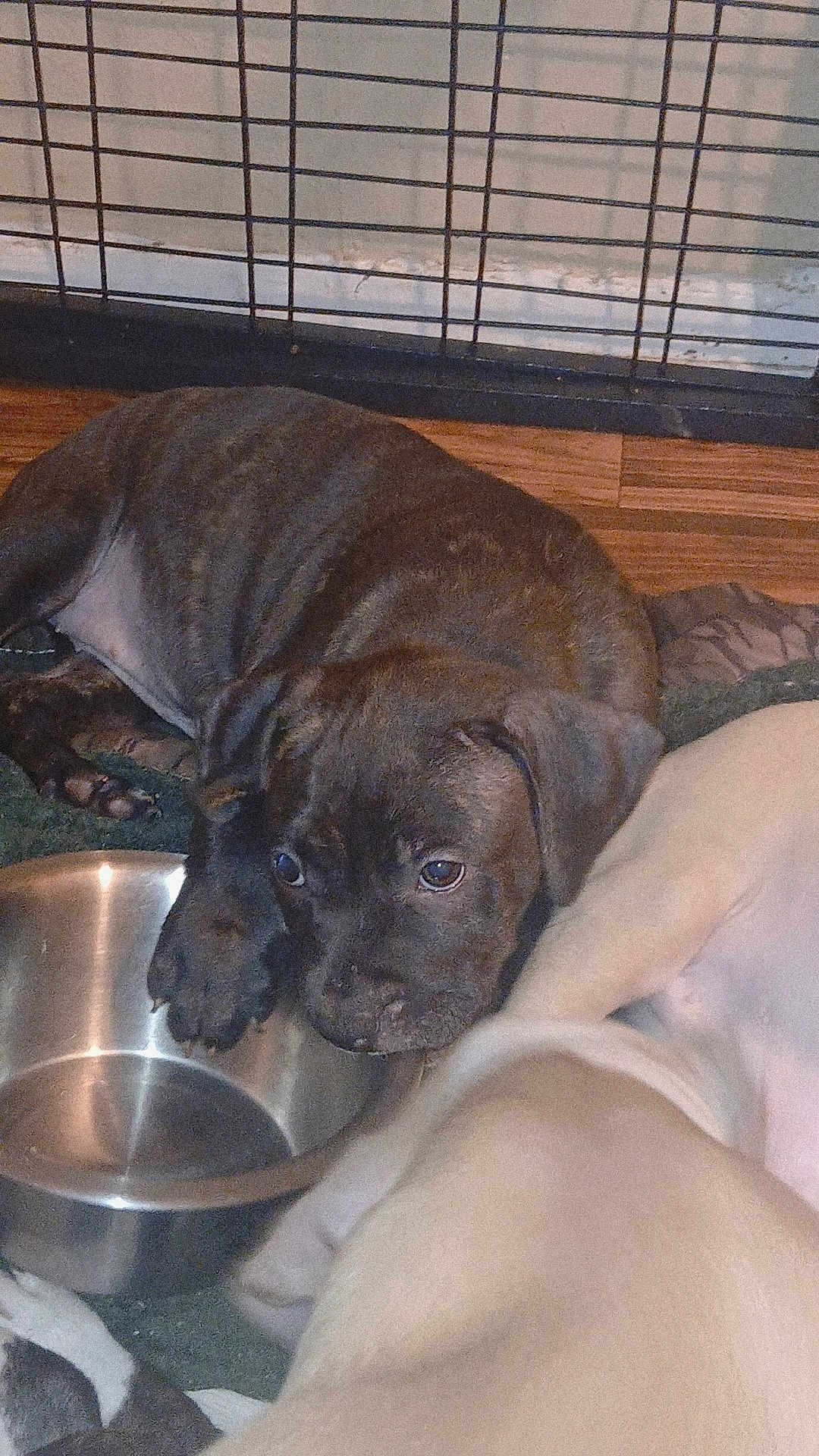 Pocahontas is registered to the contest to win money with this photo: puppy, dog, water_bowl, floor, wood_floor, cage, resting, sleeping, cute, pet, animal, indoor, brown_dog, light_dog, companion, young_dog, close_up, laying_down, fur, nose