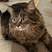 Shadow is registered to the contest to win money with this photo: cat, tabby, fluffy, pet, animal, indoor, fur, whiskers, ears, eyes, floor, mat, relaxed, cute, domestic, feline, closeup, portrait, resting, home