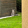 animal, cat, daylight, feline, fur, garden, grass, gray_cat, green_grass, mammal, nature, outdoor, peaceful, pet, shrubbery, sitting, texture, wall, whiskers, wooden_fence