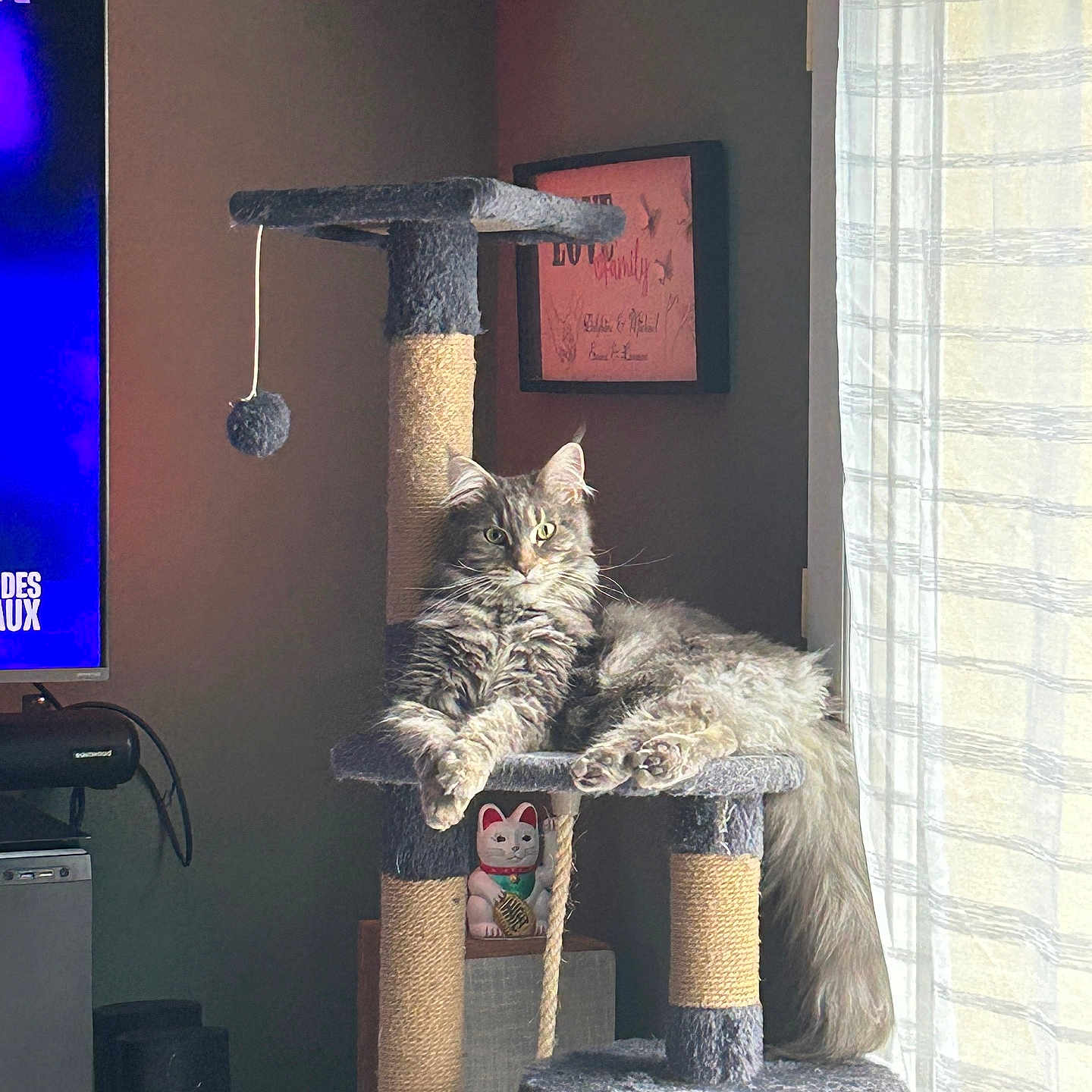 Aya a rejoint le concours — aidez-le/la à gagner de superbes lots ! cat, cat_tree, cozy, curtains, decor, domestic_animal, figurine, fluffy_cat, furniture, gray_cat, indoor, living_room, natural_light, pet, relaxed, rope, sisal, sitting, television, window