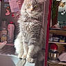 Aya participe au concours pour gagner de l'argent avec cette photo : appliance, bottle, cat, counter, domestic, ears, feline, fluffy_cat, fridge, fur, gray_cat, home, indoor, kitchen, lightbulb, magnet, pet, sink, sitting, whiskers