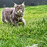 alert, animal, cat, closeup, collar, daylight, feline, fur, garden, grass, gray_cat, greenery, mammal, nature, outdoor, pet, summer, tufted_ears, walking, yellow_eyes