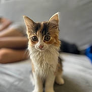 Athena participe au concours pour gagner de l'argent avec cette photo : kitten, cat, fluffy, indoor, soft, gray, curious_eyes, pet, animal, cute, young, feline, whiskers, ears, sitting, fur, domestic, close_up, focused, blurred_background