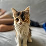 kitten, cat, fluffy, indoor, soft, gray, curious_eyes, pet, animal, cute, young, feline, whiskers, ears, sitting, fur, domestic, close_up, focused, blurred_background