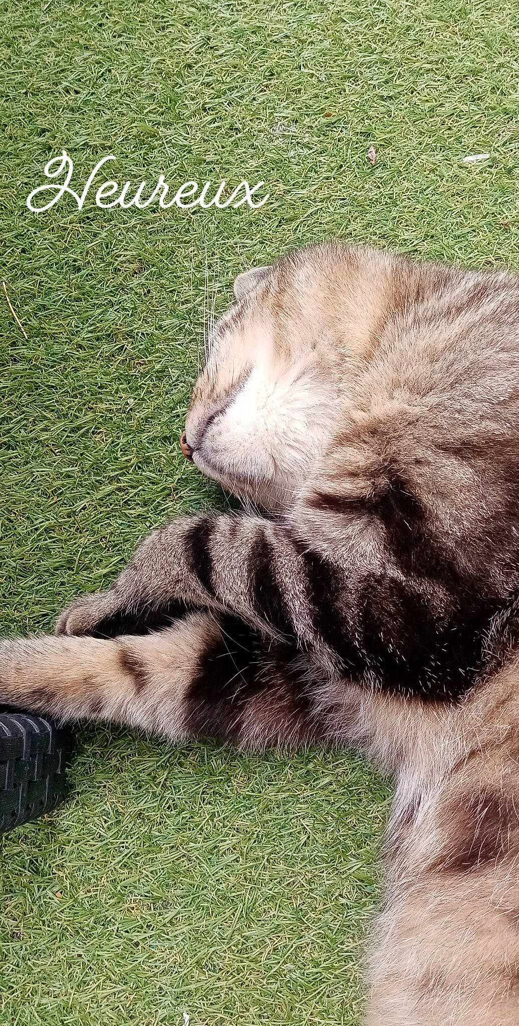 Haribo participe au concours pour gagner de l'argent avec cette photo : carnivore, cat, claw, comfort, dog_breed, domestic_short_haired_cat, fawn, felidae, foot, fur, grass, human_leg, paw, photo_caption, small_to_medium_sized_cats, snout, tail, terrestrial_animal, whiskers, wildlife