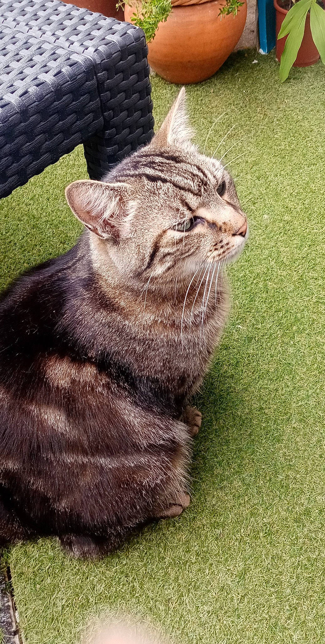 Haribo participe au concours pour gagner de l'argent avec cette photo : art, carnivore, cat, claw, domestic_short_haired_cat, felidae, fur, grass, paw, plant, sitting, small_to_medium_sized_cats, snout, tail, terrestrial_animal, tire, whiskers, wildlife, window