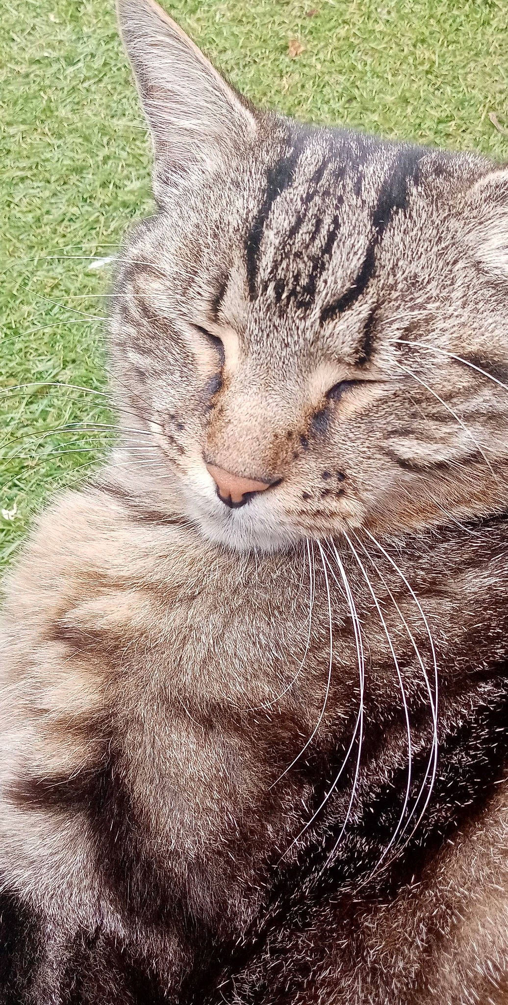 Haribo participe au concours pour gagner de l'argent avec cette photo : carnivore, cat, claw, close_up, domestic_short_haired_cat, fawn, felidae, fur, grass, groundcover, organism, paw, plant, small_to_medium_sized_cats, snout, tail, terrestrial_animal, tree, whiskers, wildlife