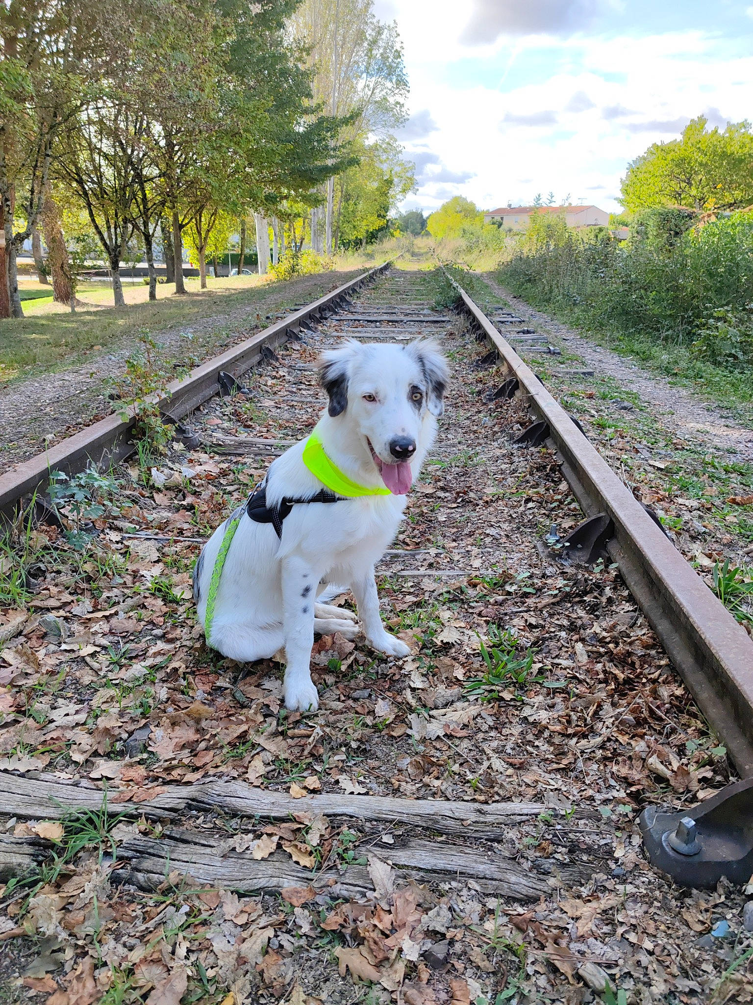 Tiwi a rejoint le concours — aidez-le/la à gagner de superbes lots ! carnivore, cloud, collar, companion_dog, dog, dog_breed, dog_clothes, dog_collar, fawn, grass, landscape, leash, morning, pet_supply, plant, road, road_surface, sky, tree, working_animal