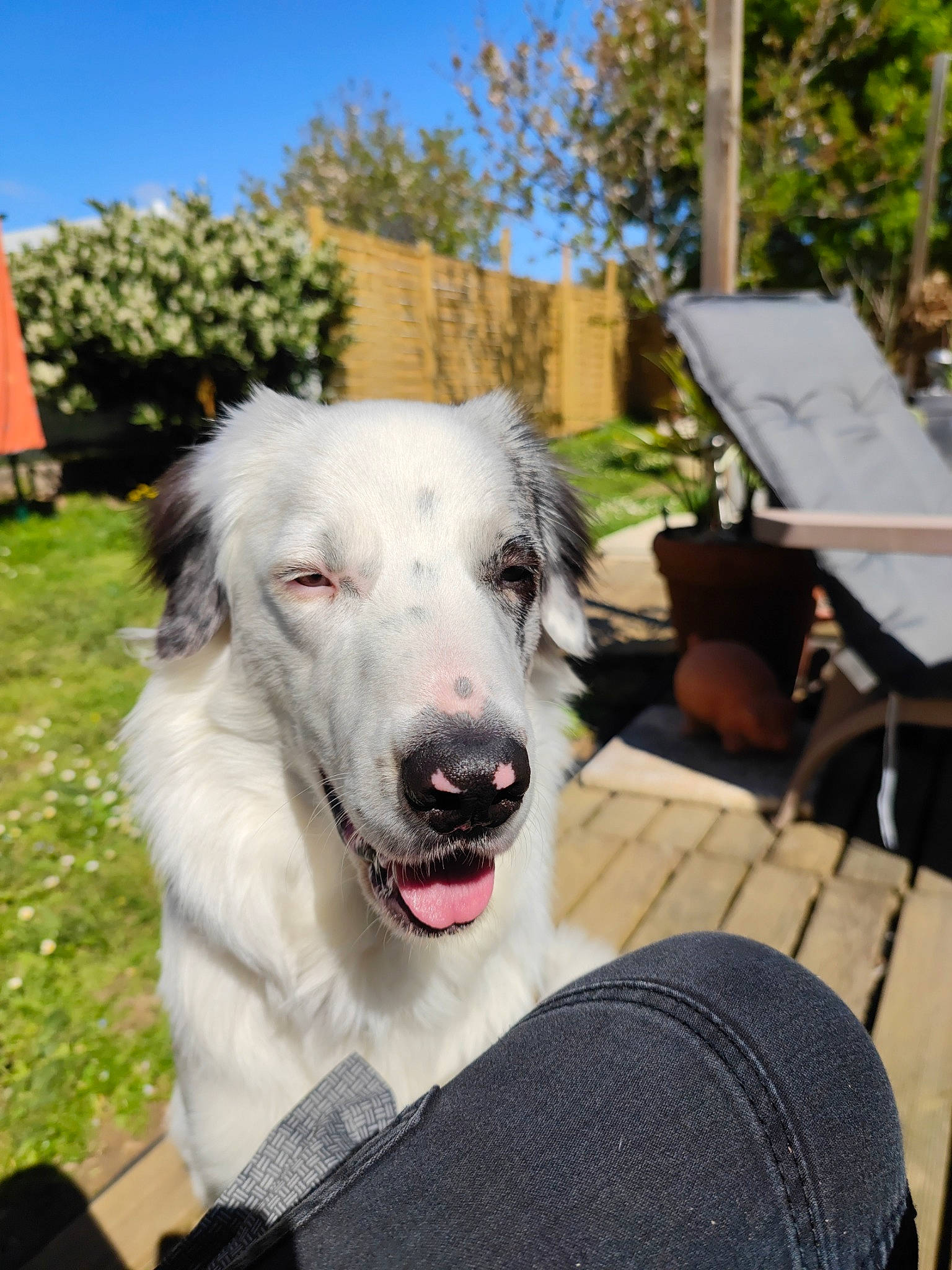 Tiwi a rejoint le concours — aidez-le/la à gagner de superbes lots ! canidae, carnivore, chair, collar, companion_dog, dog, dog_breed, dog_collar, fang, grass, outdoor_furniture, plant, sky, snout, sporting_group, tree, working_animal, working_dog