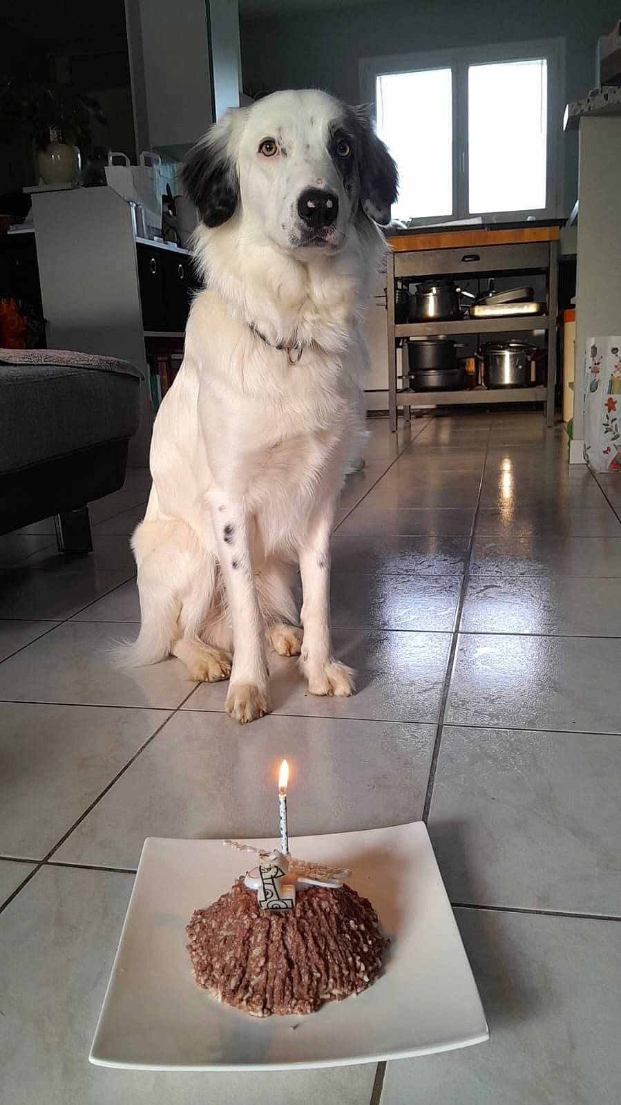 Tiwi a rejoint le concours — aidez-le/la à gagner de superbes lots ! baked_goods, birthday_cake, birthday_candle, cake, cake_decorating, candle, carnivore, companion_dog, couch, cuisine, dessert, dog, dog_breed, event, flooring, food, ingredient, plate, sweetness, tableware