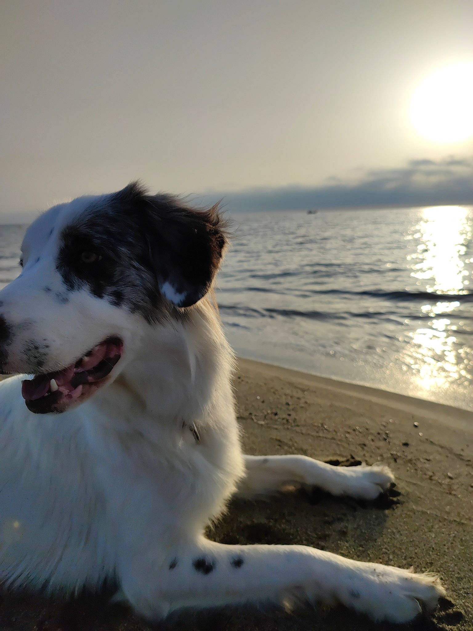 Tiwi participe au concours pour gagner de l'argent avec cette photo : beach, canidae, carnivore, coast, companion_dog, dog, dog_breed, fang, herding_dog, horizon, lake, ocean, sand, sky, sporting_group, water, wave, wind_wave, wood, working_dog