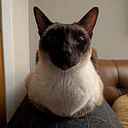 Bebe is registered to the contest to win money with this photo: animal, cat, closeup, couch, cozy, curious, domestic_animal, door, ears, eyes, face, feline, fur, home, indoor, pet, portrait, siamese_cat, sitting, whiskers