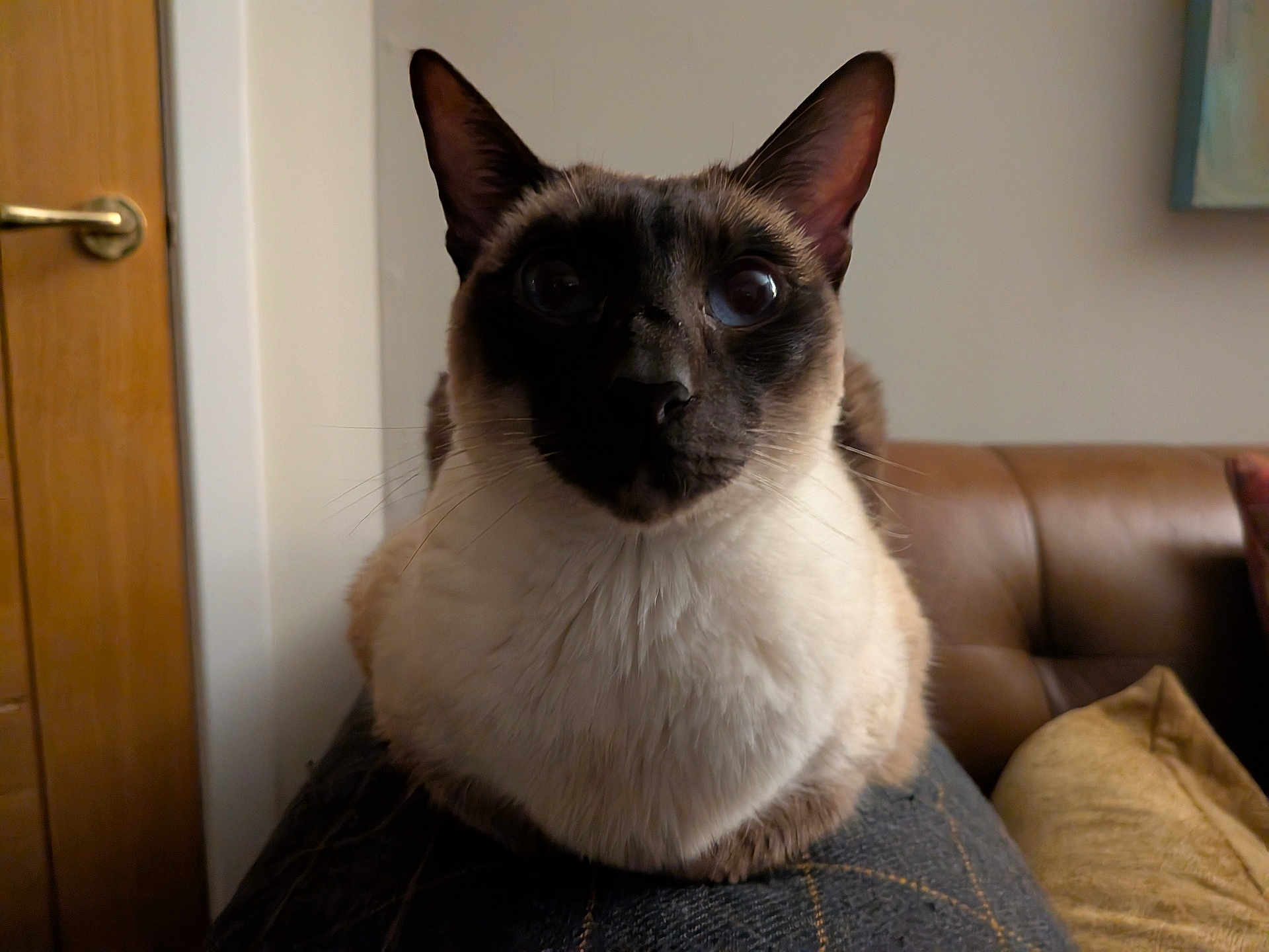 Bebe