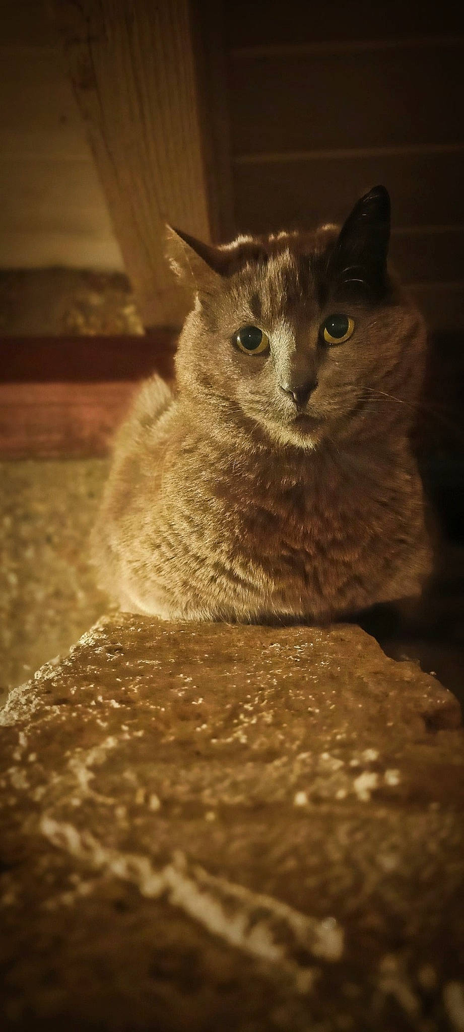 Plume participe au concours pour gagner de l'argent avec cette photo : carnivore, cat, darkness, domestic_short_haired_cat, eye, felidae, fur, grey, monochrome, monochrome_photography, small_to_medium_sized_cats, snout, still_life_photography, tree, whiskers, wildlife, wood