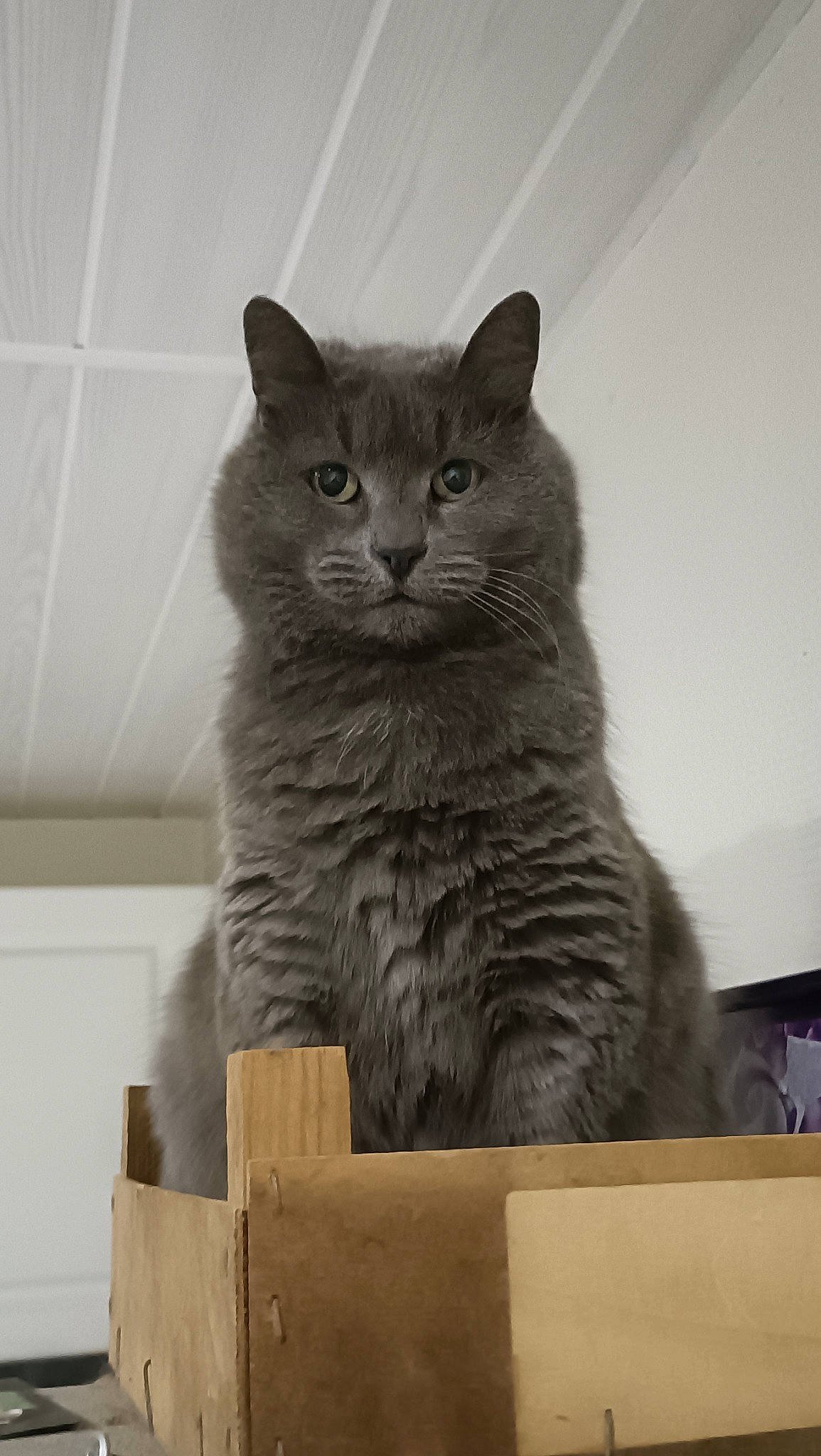 Plume a rejoint le concours — aidez-le/la à gagner de superbes lots ! carnivore, cat, domestic_short_haired_cat, felidae, fur, grey, monochrome, monochrome_photography, sitting, small_to_medium_sized_cats, tail, terrestrial_animal, whiskers, window, wood