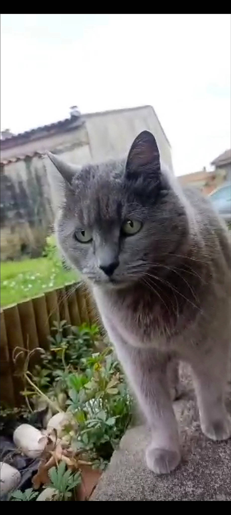 Plume a rejoint le concours — aidez-le/la à gagner de superbes lots ! carnivore, cat, domestic_short_haired_cat, felidae, flowerpot, fur, grass, groundcover, herb, plant, russian_blue, sky, small_to_medium_sized_cats, terrestrial_animal, tree, whiskers, window