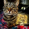 Axel joined the competition — help win amazing prizes! cat, tabby, pet, animal, feline, whiskers, yellow_eyes, fur, blanket, pattern, colorful, sunlight, indoor, close_up, portrait, relaxed, cute, domestic_animal, resting, soft
