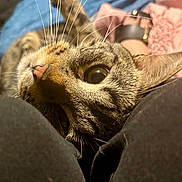 Axel is registered to the contest to win money with this photo: cat, tabby, whiskers, closeup, pet, animal, fur, eye, nose, curious, indoor, soft, relaxed, cute, mammal, domestic, face, portrait, feline, cozy