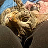 cat, tabby, whiskers, closeup, pet, animal, fur, eye, nose, curious, indoor, soft, relaxed, cute, mammal, domestic, face, portrait, feline, cozy