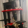 Axel is registered to the contest to win money with this photo: cat, tabby_cat, cat_tree, cat_toy, indoor, furniture, pet, playing, curtains, window, relaxing, black, red, multi_level, climbing, paw, hanging_toy, striped, domestic_cat, cute