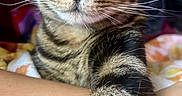 Axel is registered to the contest to win money with this photo: cat, tabby, close_up, paw, green_eyes, whiskers, fur, pet, animal, indoor, blurred_background, human_arm, stretching, portrait, cute, feline, domestic_cat, resting, warm_colors, intimate