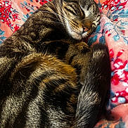 Axel joined the competition — help win amazing prizes! animal, blanket, cat, closed_eyes, colorful, comfort, cozy, curled_up, cute, domestic_animal, floral_pattern, fur, indoors, peaceful, pet, resting, sleeping, soft, tabby, whiskers