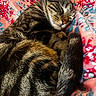 animal, blanket, cat, closed_eyes, colorful, comfort, cozy, curled_up, cute, domestic_animal, floral_pattern, fur, indoors, peaceful, pet, resting, sleeping, soft, tabby, whiskers