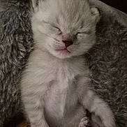 Nuage participe au concours pour gagner de l'argent avec cette photo : kitten, sleeping, animal, pet, fur, cozy, bed, blanket, cute, small, paw, whiskers, resting, indoor, feline, soft, adorable, peaceful, young, domestic