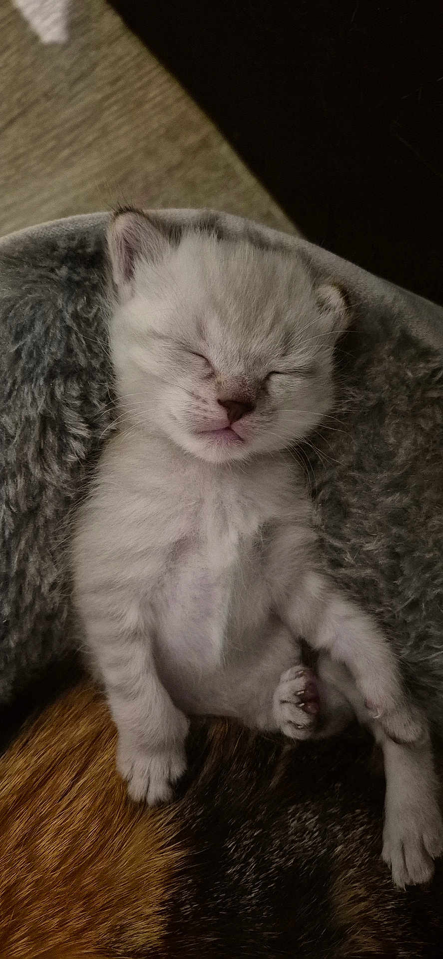 Nuage participe au concours pour gagner de l'argent avec cette photo : kitten, sleeping, animal, pet, fur, cozy, bed, blanket, cute, small, paw, whiskers, resting, indoor, feline, soft, adorable, peaceful, young, domestic