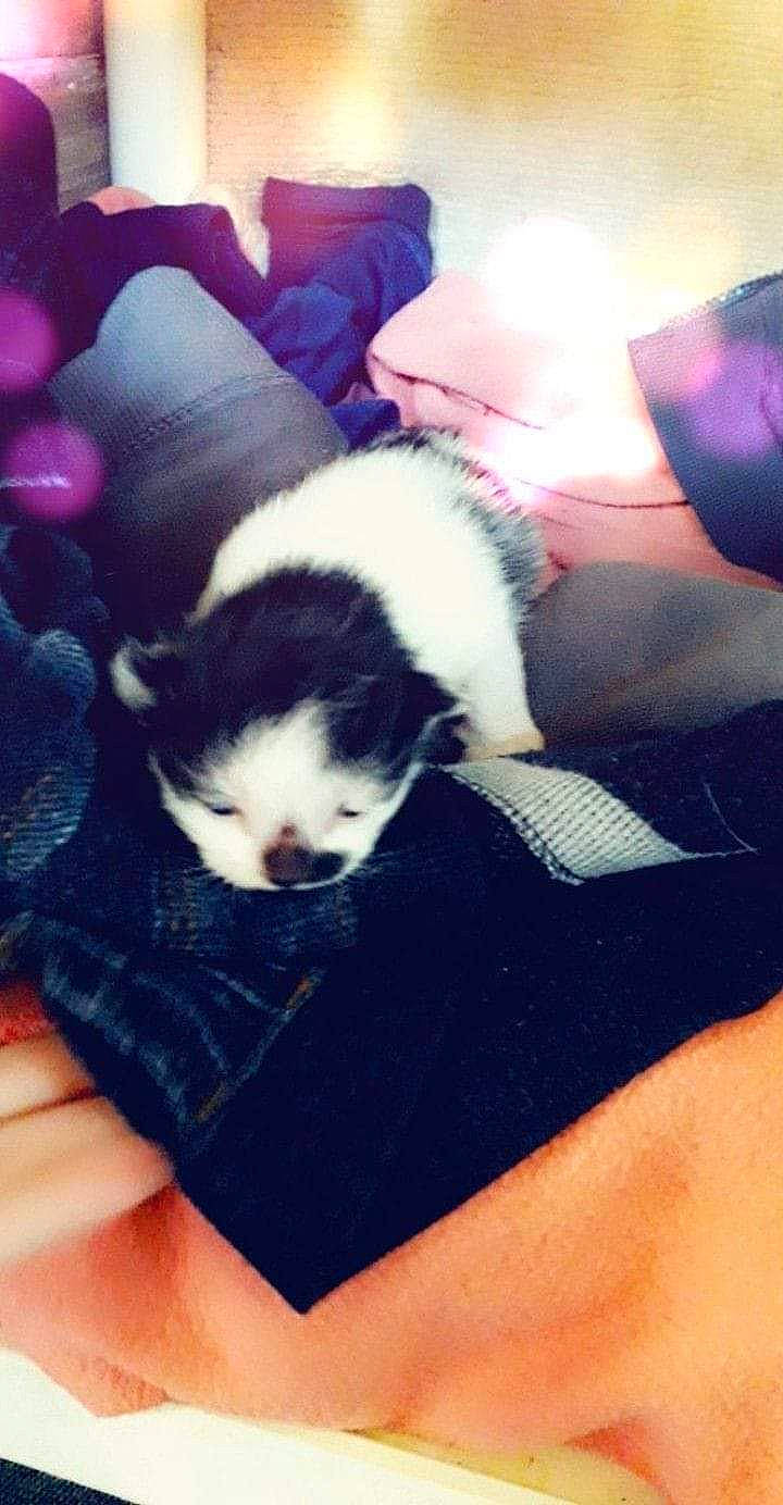 Mimine Et Cest Bb participe au concours pour gagner de l'argent avec cette photo : canidae, carnivore, companion_dog, dog, dog_breed, fawn, japanese_chin, lhasa_apso, mammal, non_sporting_group, puppy, shih_tzu, toy_dog