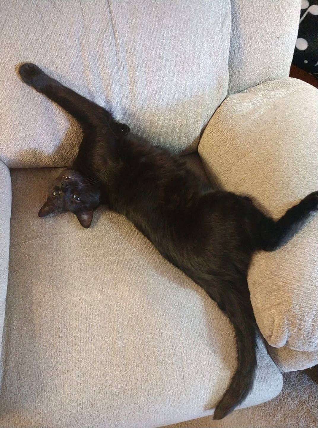 Criminal joined the competition — help win amazing prizes! black_cat, burmese, canidae, carnivore, cat, claw, dog_breed, fawn, felidae, havana_brown, paw, small_to_medium_sized_cats, sporting_group, tail