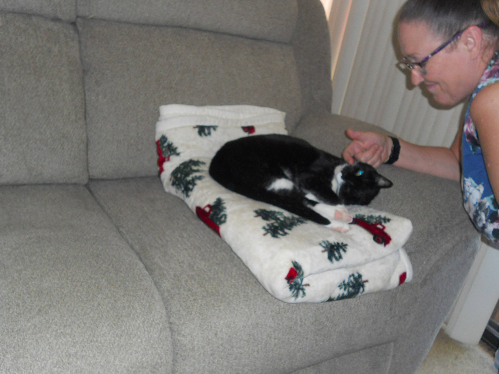 Raider joined the competition — help win amazing prizes! canidae, carnivore, comfort, companion_dog, couch, dog, dog_breed, furniture, non_sporting_group, sporting_group