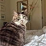 cat, green_eyes, bed, white_bedspread, gray_cat, indoor, mirror, flower_vase, butterfly_art, curious, feline, cozy_room, natural_light, pet, domestic_cat, furry, whiskers, relaxed, window_light, home_decor