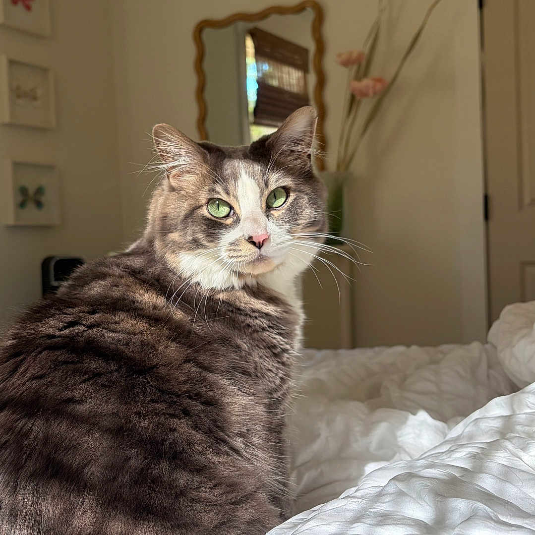 Bubba is registered to the contest to win money with this photo: cat, green_eyes, bed, white_bedspread, gray_cat, indoor, mirror, flower_vase, butterfly_art, curious, feline, cozy_room, natural_light, pet, domestic_cat, furry, whiskers, relaxed, window_light, home_decor
