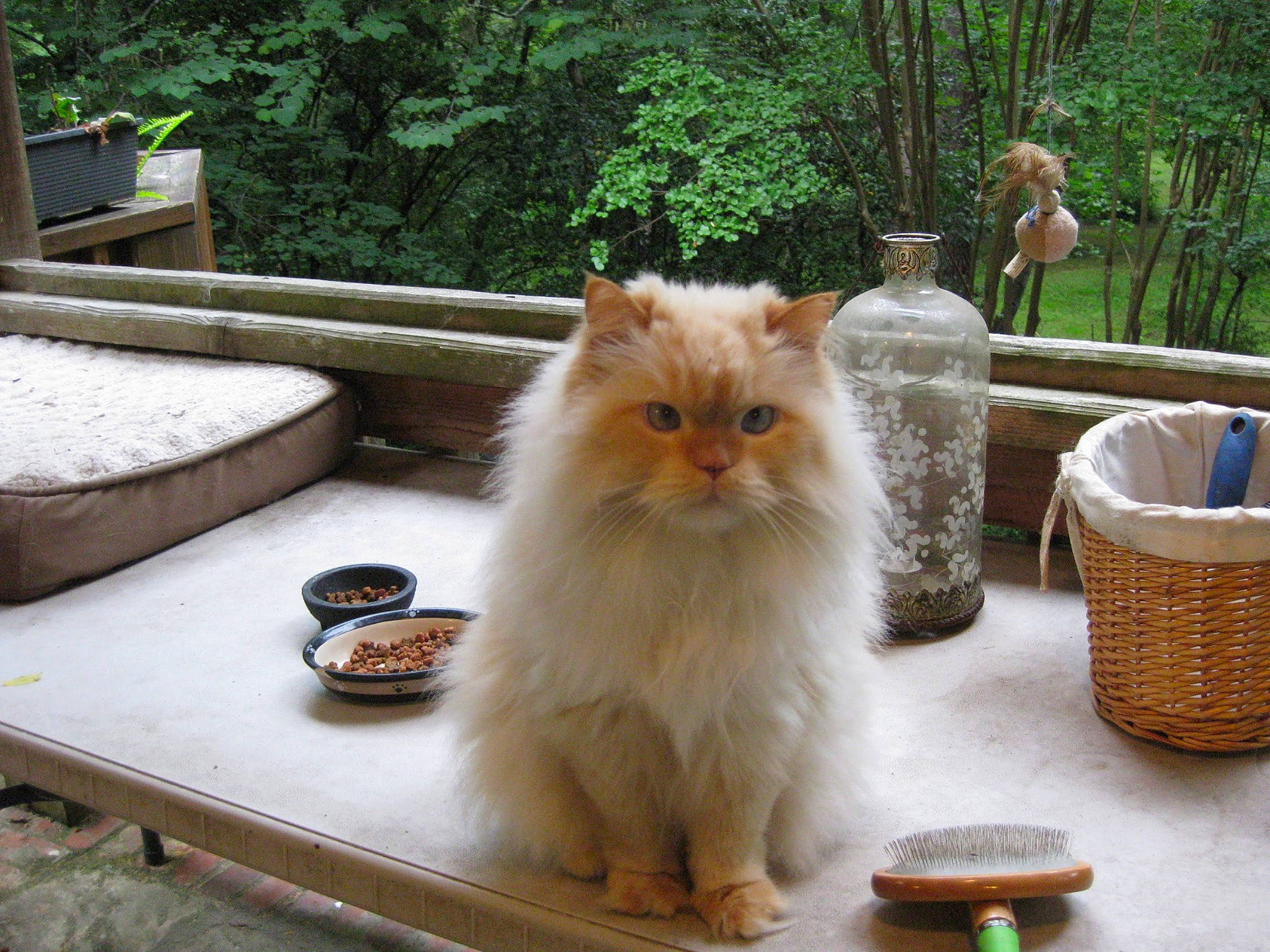 Ziggy joined the competition — help win amazing prizes! basket, bottle, carnivore, cat, fawn, felidae, fur, grass, hardwood, persian, plant, small_to_medium_sized_cats, snout, storage_basket, tail, terrestrial_animal, tree, whiskers, wicker, wood