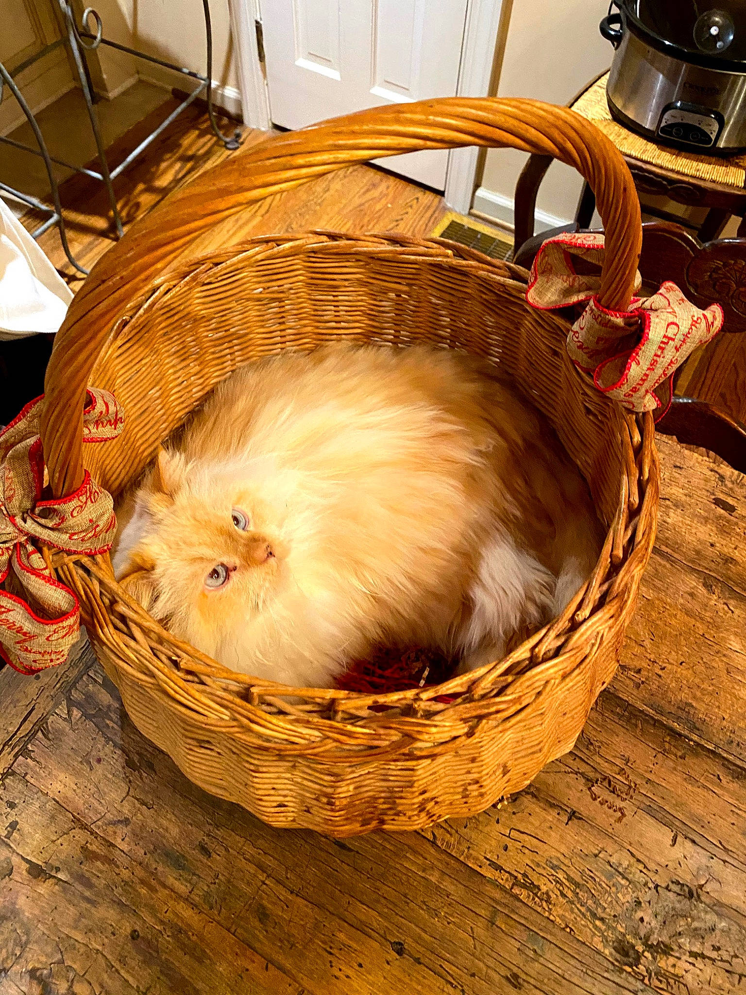 Ziggy joined the competition — help win amazing prizes! animal_shelter, basket, cage, canidae, carnivore, companion_dog, felidae, fur, hardwood, home_accessories, kettle, mustelidae, picnic_basket, rodent, small_to_medium_sized_cats, sporting_group, storage_basket, stovetop_kettle, whiskers, wood