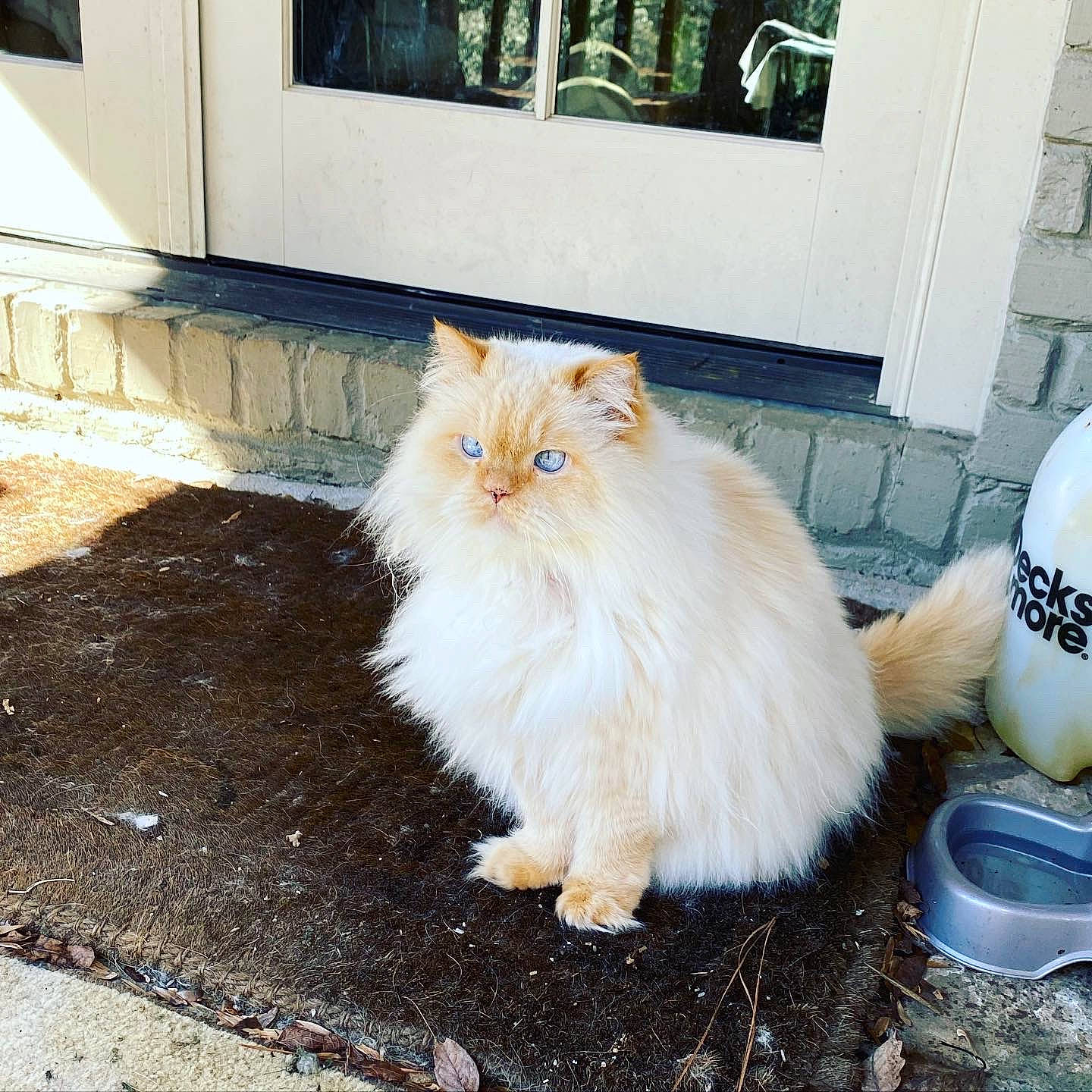 Ziggy