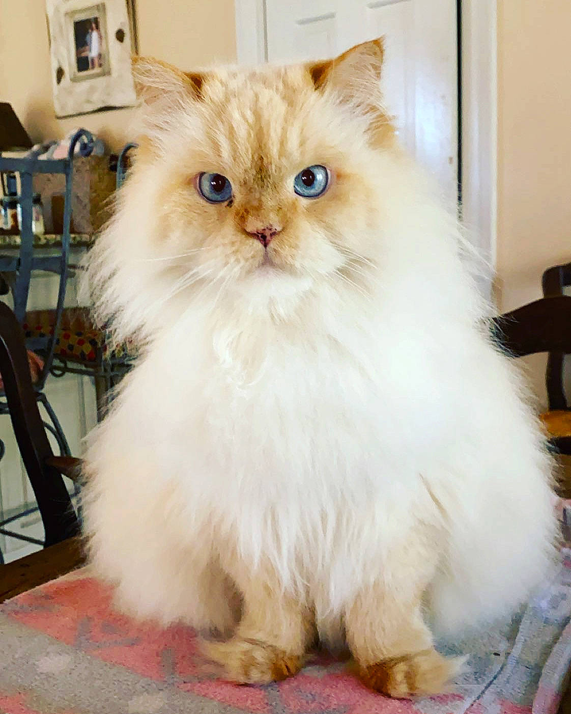 Ziggy joined the competition — help win amazing prizes! british_longhair, carnivore, cat, fawn, felidae, fur, persian, plant, shelf, small_to_medium_sized_cats, snout, whiskers