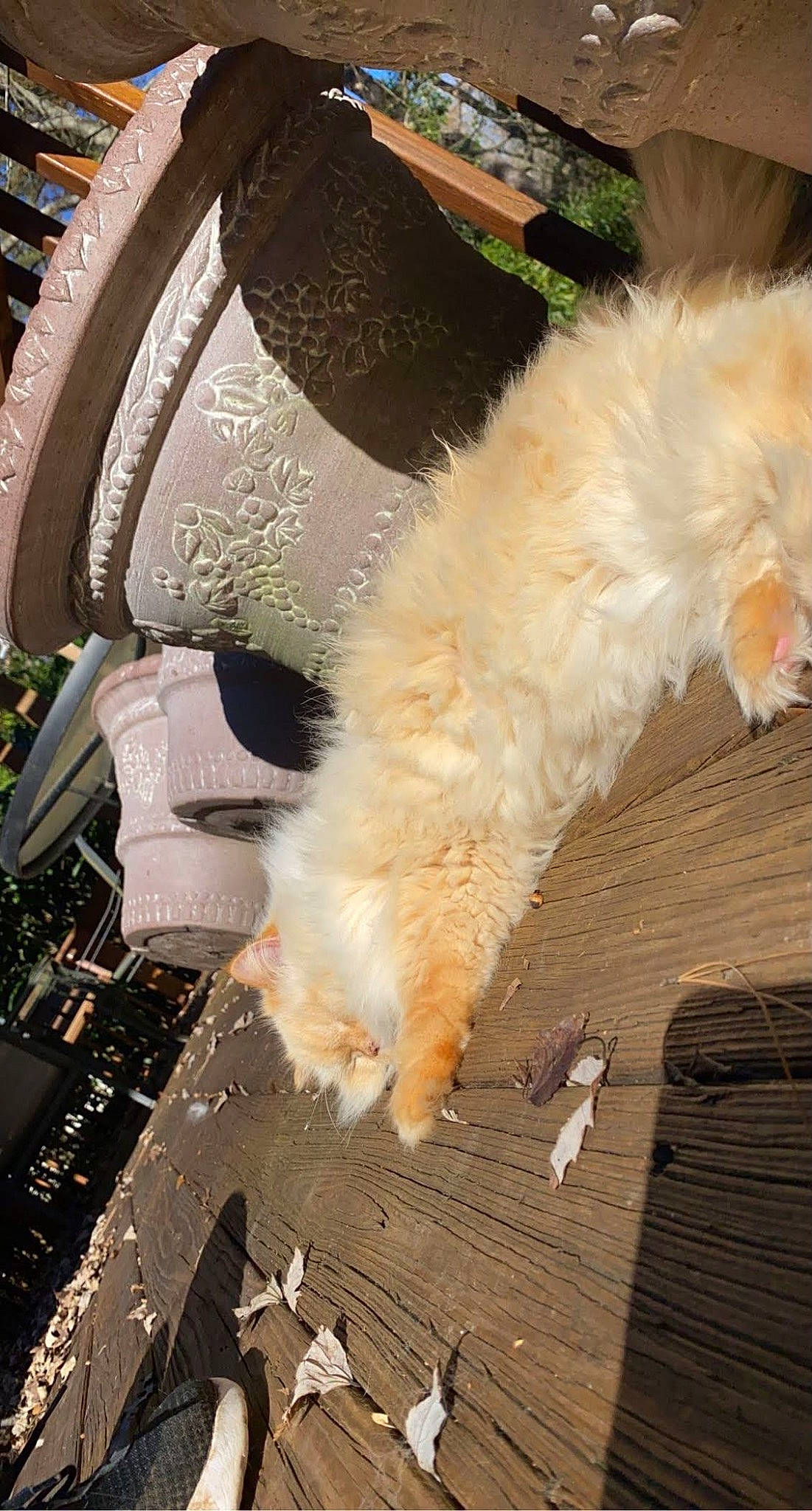 Ziggy is registered to the contest to win money with this photo: canidae, carnivore, companion_dog, dog, dog_breed, fawn, feather, felidae, flooring, fur, hardwood, sidewalk, small_terrier, small_to_medium_sized_cats, sporting_group, tail, terrier, toy_dog, whiskers, wood