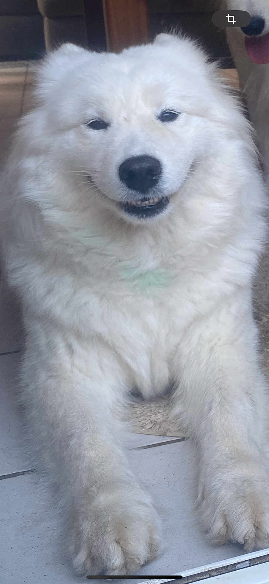 Ryla participe au concours pour gagner de l'argent avec cette photo : dog, white, fluffy, smiling, indoor, floor, tile, pet, canine, paws, fur, cute, animal, companion, relaxed, face, muzzle, tongue, friendly, portrait