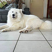 Ryla participe au concours pour gagner de l'argent avec cette photo : dog, white_dog, fluffy, indoor, living_room, tile_floor, couch, stairs, smiling, pet, animal, paw, relaxed, home, furniture, cozy, canine, resting, domestic, friendly