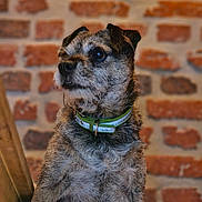Neutron participe au concours pour gagner de l'argent avec cette photo : dog, pet, animal, collar, brown_fur, brick_wall, indoor, portrait, looking_away, curious, small_dog, furry, close_up, seated, canine, domestic_animal, house_pet, snout, ears, alert
