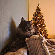 Abby participe au concours pour gagner de l'argent avec cette photo : cat, fluffy_cat, couch, pillows, ribbed_texture, shadow, wall, christmas_tree, christmas_lights, holiday_decor, ornaments, indoor, cozy, relaxed, pet, feline, soft_lighting, warm_colors, living_room, festive