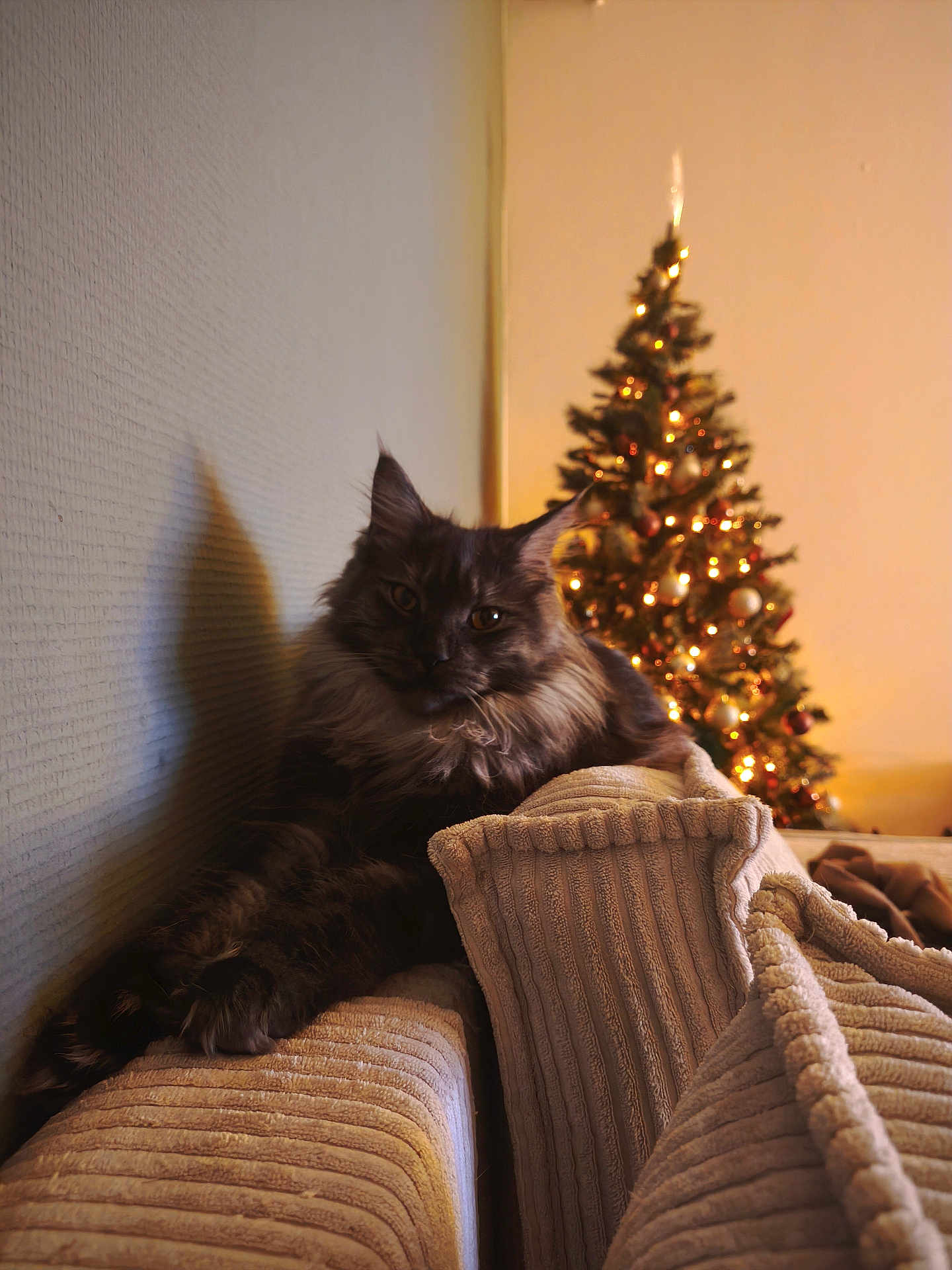 Abby participe au concours pour gagner de l'argent avec cette photo : cat, fluffy_cat, couch, pillows, ribbed_texture, shadow, wall, christmas_tree, christmas_lights, holiday_decor, ornaments, indoor, cozy, relaxed, pet, feline, soft_lighting, warm_colors, living_room, festive