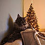 Abby participe au concours pour gagner de l'argent avec cette photo : cat, fluffy_cat, couch, pillows, ribbed_texture, shadow, wall, christmas_tree, christmas_lights, holiday_decor, ornaments, indoor, cozy, relaxed, pet, feline, soft_lighting, warm_colors, living_room, festive