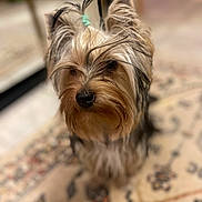 Appy participe au concours pour gagner de l'argent avec cette photo : animal, black, brown, carpet, closeup, cute, dog, ears, fur, fur_texture, hair_tie, indoor, nose, patterned_rug, pet, portrait, small_dog, whiskers, white, yorkshire_terrier