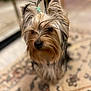 animal, black, brown, carpet, closeup, cute, dog, ears, fur, fur_texture, hair_tie, indoor, nose, patterned_rug, pet, portrait, small_dog, whiskers, white, yorkshire_terrier